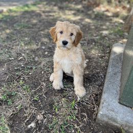 Bernedoodle and Goldendoodle Puppies from Hello Doodle Ranch