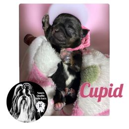 Cupid - Red and tan female Shih Tzu puppy in Sacramento, California from NANA’S  QUALITY SHIH TZU'S