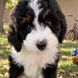 Yellow girl - Tri-color female Bernedoodle puppy in Gilbert, Arizona from Azteddybeardoodles