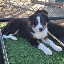 Gust - Tri-color male Border Collie puppy in Morgan, Texas from Shooting Star Ranch