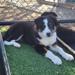 Gust - Tri-color male Border Collie puppy in Morgan, Texas from Shooting Star Ranch