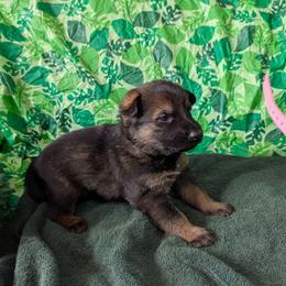 Light Pink - Sable female German Shepherd puppy in Motley, Minnesota from Von Thomson Haus