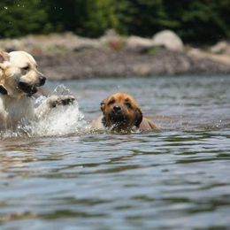 Labrador Retriever Puppies from Swinging Bridge Labrador Retrievers