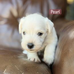 Pearl - White female Miniature Schnauzer puppy in Akron, Ohio from Green Family Companion Kennel, LLC