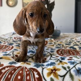 Sean Bean - Brindle male Dachshund puppy in Temecula, California from Naomi Magee's Dachshund Kennel