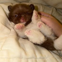 Snickers - Chocolate parti male Pomeranian puppy in Stanton, California from Pure hearts