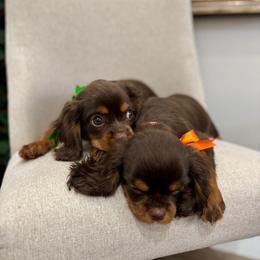 Rockie - Chocolate male Cavalier King Charles Spaniel puppy in Herriman, Utah from Gypsi Doodles & Poodles LLC.