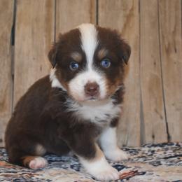 SPIRIT - Red tri-color male Australian Shepherd puppy in San Tan Valley, Arizona from Mott Ranch - Blazin' Sun Aussies