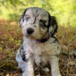 Margarita - Blue merle female Aussiedoodle puppy in Mulino, Oregon from Korbella Farm