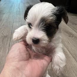 Girl 2 - female Yorkshire Terrier puppy in Bryan, Texas from Shayle's Yorkie Pups