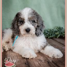Yukkon - Blue merle male Bernedoodle puppy in Connersville, Indiana from Deaz Doodle Ranch
