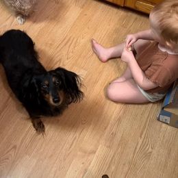 Dachshund All Grown Up from Lone Star Longhair Dachshunds