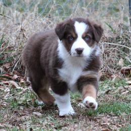Molly - Red tri-color female Australian Shepherd puppy in Cookeville, Tennessee from Spring Creek Aussies