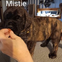 Mistie - Brindle Mastiff puppy in Pleasanton, Texas from Rksfarms Mastiff