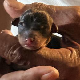 Miniature Pinscher Puppies from Bridget GreenBoddy