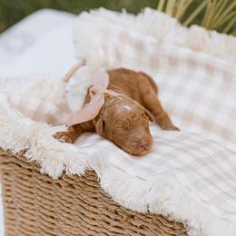Yellow collar girl - Red  female Goldendoodle puppy in Spokane, Washington from Beloved_doodles_WA