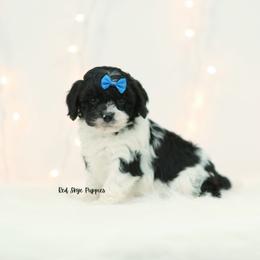 Frosty (Blue Collar Boy) - Black and white male Cavapoo puppy in Republic, Missouri from Red Skye Puppies