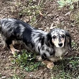 Priya - Dachshund