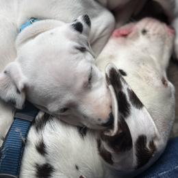 Bluey - White and black male Dalmatian puppy in Hastings, Florida from Love My Spotty Dalmatians
