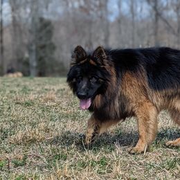 German Shepherds from Twin Oaks German Shepherds