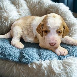 Slinky - Parti male Goldendoodle puppy in Ellenburg Center, New York from Kristin's Puppies