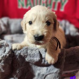 Anna - Golden female Golden Retriever puppy in Lucasville, Ohio from Halo Kennels
