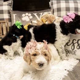 Goldendoodle Puppies from Best Doodles