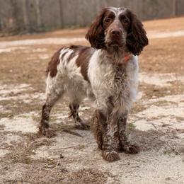 Dolly - English Springer Spaniel