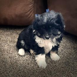Boy 2 - Black tri-color male Aussiedoodle puppy in Junction, Utah from Sugar Doodles