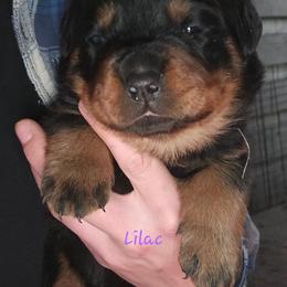 Lilac - Black and mahogany female Rottweiler puppy in Tangent, Oregon from Raya's Royals