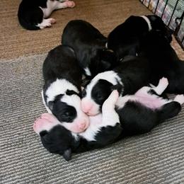 Boy 2 - male Border Collie puppy in Oregon from Shane Harley Stock Dogs