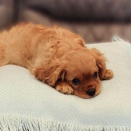 Cavalier King Charles Spaniels from Hawkes Homestead