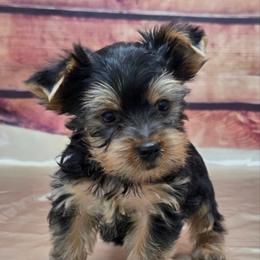 Snickers - Blue and gold male Yorkshire Terrier puppy in Monticello, Iowa from Ashley’s Puppies