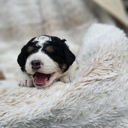 Grey Collar Silver - Black and white male Bernedoodle puppy in Bonham, Texas from Happy Valley Puppies