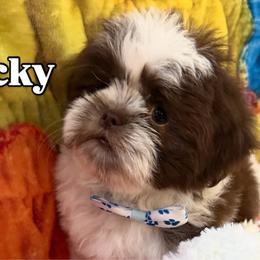 Lucky - Liver and white male Shih Tzu puppy in Cordova, Tennessee from TrueLine kennels