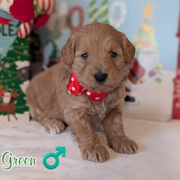 Green Boy - Apricot male Goldendoodle puppy in Rockledge, Florida from Stormie's Doodles