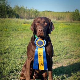 Rip - Labrador Retriever