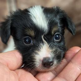 L3A Rock Me Amadeus - White black and tan male Papillon puppy in Davenport, Washington from Lovely Ladies and Little Asses Miniature Equines (L3A Pomeranians & Papillons)