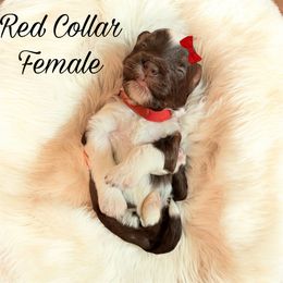 Aussiedoodle, Goldendoodle, and Poodle Puppies from Designer Doodles of South GA