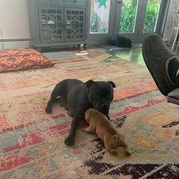 Staffordshire Bull Terrier All Grown Up from Shortyrock Staffordshire Bull Terriers