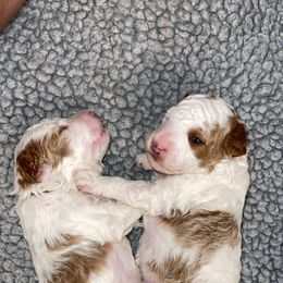 Aspen - Poodle puppy in New Jersey from TK Poodles