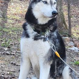 Siberian Huskies from Current River Siberians