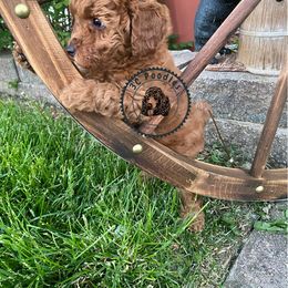 Poodle Puppies from 3C Poodles