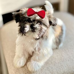 Girl 2 - Sable and white female Shih Tzu puppy in Seguin, Texas from Dolled Up Shih Tzus