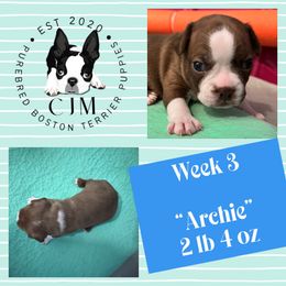 Archie - Red male Boston Terrier puppy in Jupiter, Florida from CJM Boston and Boxer Puppies