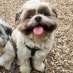 Shichons and Shih Tzus from Manor Hills Shih Tzus