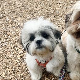 Shichons and Shih Tzus from Manor Hills Shih Tzus