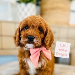 Lola - Apricot female Cavapoo puppy in Port Orange, Florida from Royal doodles of Florida