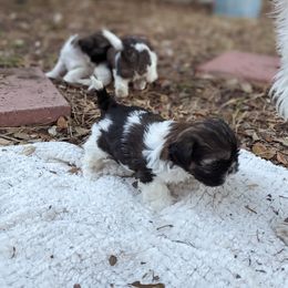 Shih Tzu Puppies from We Shih Tzu Not!