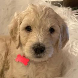 Bernedoodles and Labradoodles from Doodletown